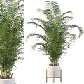 Lush Green Potted Plants In White Pots With Various Leaf Shapes