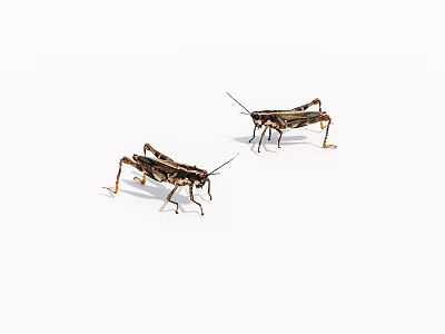 Two Brown Grasshoppers On White Background With Detailed Legs And Antennae 3d model