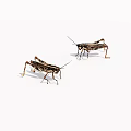 Two Brown Grasshoppers On White Background With Detailed Legs And Antennae