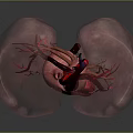 3D Rendered Human Heart And Lungs With Detailed Blood Vessel Structure
