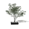Square Black Tree Planter With Green Leafy Tree For Landscape Design 3d model