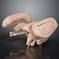 Detailed 3D Anatomical Structure Model With Light Pink Color And Reflective Surface Texture