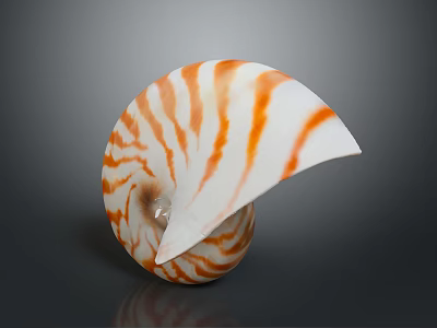 Nautilus Shell With Orange And White Stripes In Spiral Shape On Dark Background 3d model