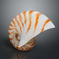 Nautilus Shell With Orange And White Stripes In Spiral Shape On Dark Background