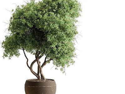 Bonsai Tree With Twisted Trunk And Lush Green Leaves In Ceramic Pot 3d model
