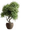 Bonsai Tree With Twisted Trunk And Lush Green Leaves In Ceramic Pot