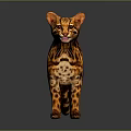 Realistic Spotted Wild Cat With Orange Black Fur Standing On Gray Background