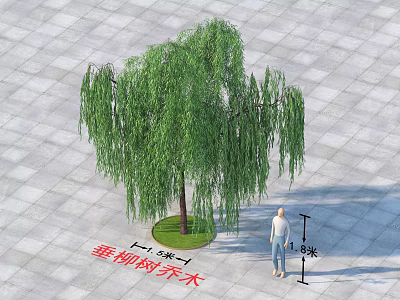 Weeping Willow Arbor with 6 Meters Height Standing on Paved Ground and Person Nearby 3d model