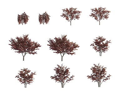 Various Ornamental Trees With Dark Red Foliage for Garden Landscaping Design 3d model