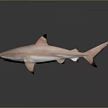 Pink Shark with Black Fins on Gray Background and Reflection 3d model