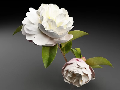 Beautiful White Camellia With Fully Bloomed Flower Unopened Bud And Green Leaves On Dark Background 3d model