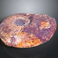 Natural Polished Ammonite Fossil With Colorful Purple Orange Brown Textured Surface
