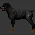 Rottweiler Dog With Black Tan Coat Standing On Reflective Floor Realistic 3D Rendering