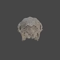 Detailed Animal Skull With Natural Texture And Anatomical Features On Dark Background