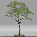 Arbor with Lush Green Foliage Slender Branches and Brown Wooden Trunk Structure