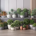 Bonsai and Potted Plants Collection with Various Shapes and Neutral Pots in Modern Interior
