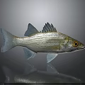 Silver Fish With Blue Fins And Yellow Eyes On Gray Background Showing Reflection Below