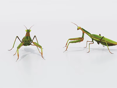 Two Green Flying Praying Mantises in Natural Standing Position on White Background 3d model