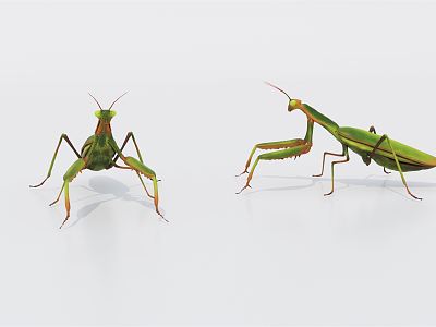 Modern Mantis model