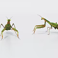 Two Green Flying Praying Mantises in Natural Standing Position on White Background