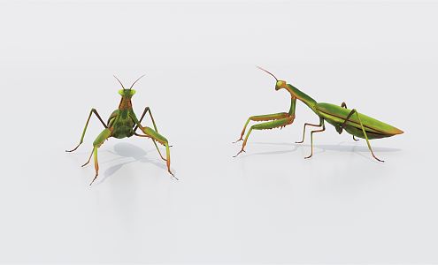 Modern Mantis 3d model