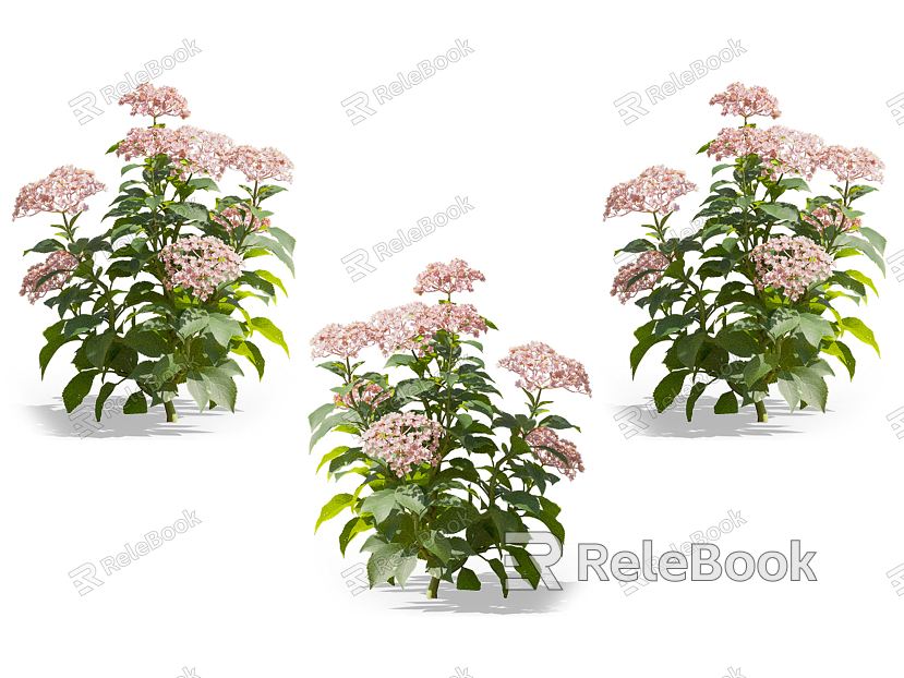 Modern flowers flowers and plants model