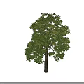Tall Arbor With Lush Green Foliage And Strong Trunk In Natural Environment