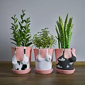 Bonsai Potted Plants with Unique Chest Shaped Pink White Black Pots and Green Leafy Foliage