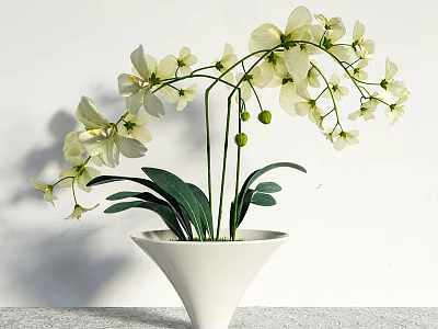 White Orchid Potted Plant In White Cone Shaped Pot With Green Leaves On Gray Tabletop 3d model