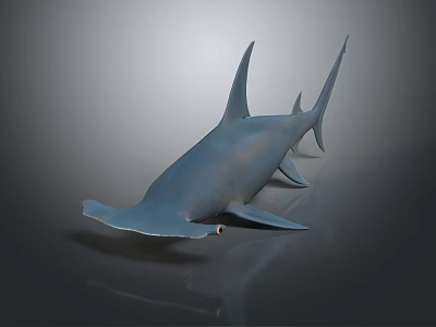 Hammerhead Shark 3D Model With Distinctive Head Shape And Realistic Physical Features 3d model