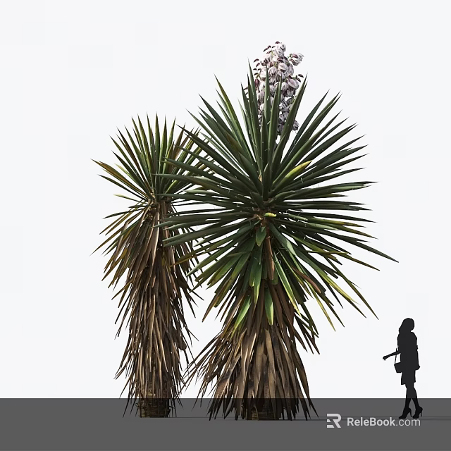 Large Agave Plants With Broad Radial Leaves Against White Sky Background And Person Silhouette 3d model 