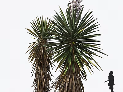 Large Agave Plants With Broad Radial Leaves Against White Sky Background And Person Silhouette 3d model