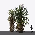 Large Agave Plants With Broad Radial Leaves Against White Sky Background And Person Silhouette