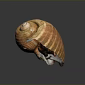 Orange Yellow Spiral Shell Organ On Dark Background With Detailed Texture