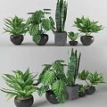 Indoor Bonsai Potted Plants With Various Green Leaves And Black Ceramic Pots