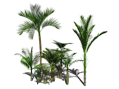 Various Types Of Tropical Palm Trees With Green Leaves And Lush Foliage 3d model