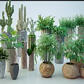 Diverse Bonsai Potted Plants With Cacti Ferns And Woven Stone Textured Pots