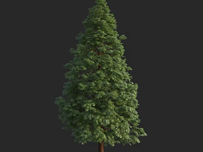 Evergreen Tree With Lush Green Foliage And Tall Brown Trunk In Natural Setting 3d model
