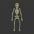Cartoon Skeleton 3D Model as Game Movie Character with Stylized Design