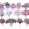 Colorful Flowering Trees In Various Shades For Garden Landscape Design