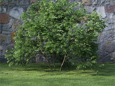 Lush Green Shrub With Dense Foliage Against Stone Wall On Green Grass 3d model