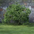 Lush Green Shrub With Dense Foliage Against Stone Wall On Green Grass