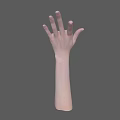 Detailed 3D Rendering of Human Hands and Arms Anatomical Structure