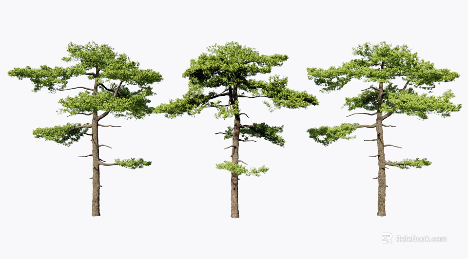 Three Tall Pine Trees With Lush Green Foliage And Strong Trunks 3d model 