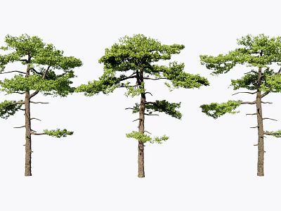 Three Tall Pine Trees With Lush Green Foliage And Strong Trunks 3d model