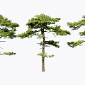Three Tall Pine Trees With Lush Green Foliage And Strong Trunks