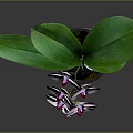 Pink Orchid Plant With Purple Spots Flowers And Green Leaves In Black Pot