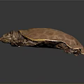 Detailed Brown Softshell Turtle With Unique Shell Texture Isolated On Dark Background 3d model