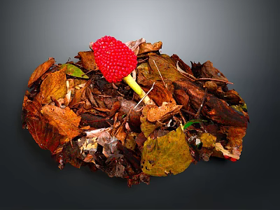 Vibrant Red Berry Standing Out In Autumn Leaf Pile On Natural Forest Floor 3d model