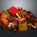 Vibrant Red Berry Standing Out In Autumn Leaf Pile On Natural Forest Floor